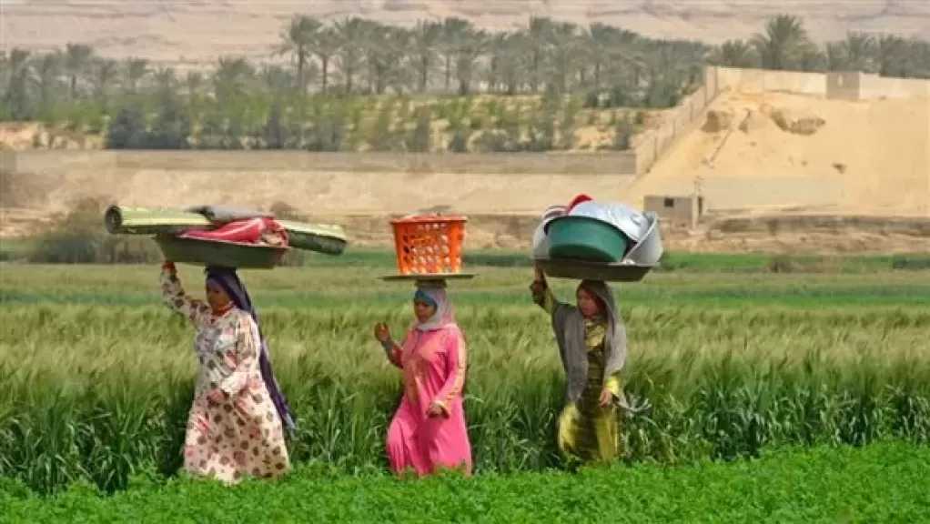 ”الريف المصري”: مشروع المليون ونصف فدان يوفر 250 ألف فرصة عمل