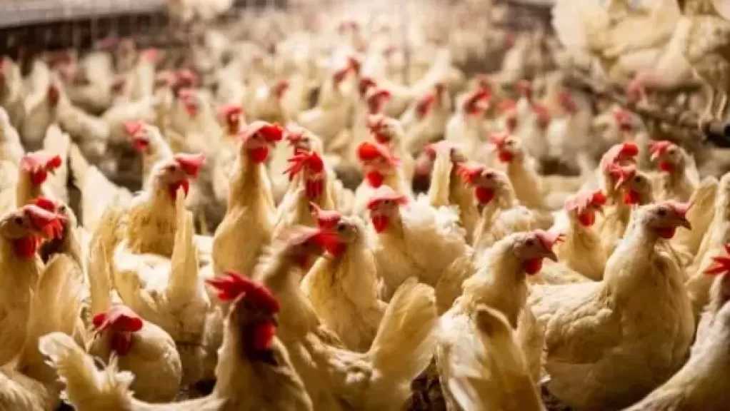 رئيس شعبة الدواجن: حلقات وسيطة تتسبب في خسائر للمربين رغم انخفاض أسعار المزارع