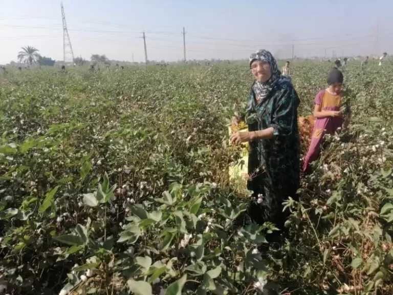 «الإحصاء»: 30.2% زيادة في صافي قيمة الدخل الزراعي