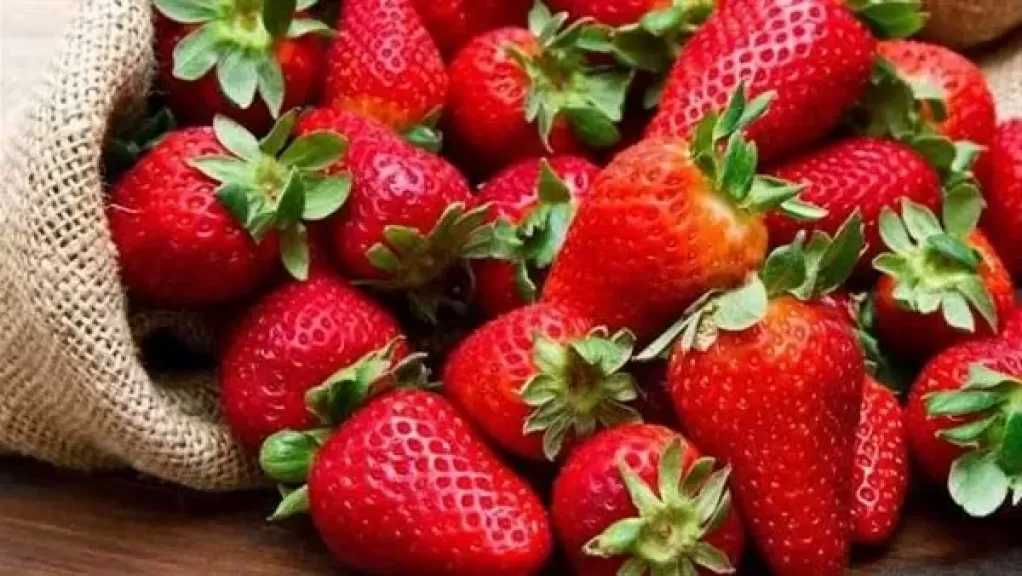 الزراعة ترد على الشائعات: مصر من أوائل الدول في تصدير الفراولة