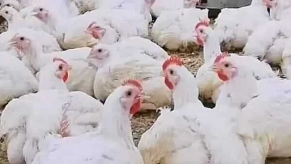 شعبة الدواجن: استمرار خسائر المنتجين قد يعيد الأسعار للارتفاع