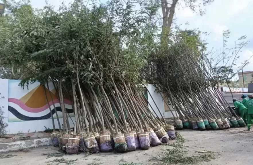 زراعة الأشجار بالمرحلة الرابعة من مبادرة ”100 مليون شجرة” في الدقهلية