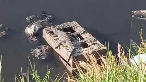 أستاذ بمعهد بحوث الصحة الحيوانية: ظهور تمساح ببلبيس أمر غير طبيعي وسهل السيطرة عليه