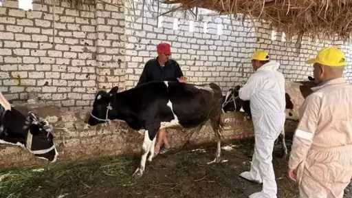 الطب البيطرى: نستعد لمواجهة سلالة جديدة من الحمى القلاعية