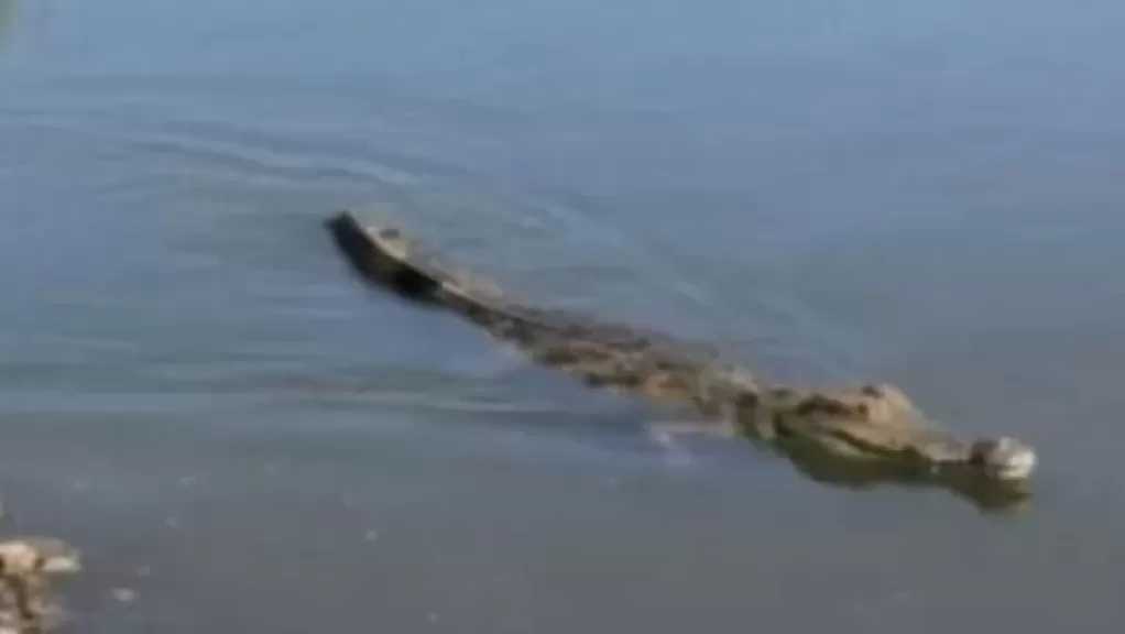 وزارة البيئة: إعادة تمساح الزوامل إلى موطنه الطبيعي ببحيرة ناصر