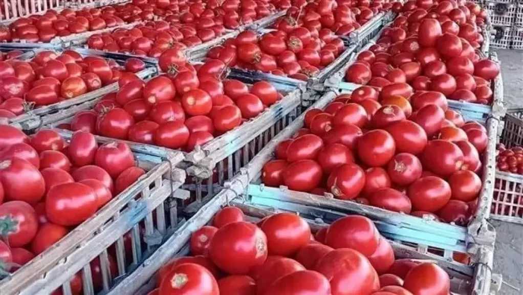 خزنوا الطماطم قبل 20 يومًا.. نقيب الفلاحين يوجه نصيحة عاجلة للمواطنين