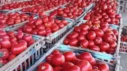 خزنوا الطماطم قبل 20 يومًا.. نقيب الفلاحين يوجه نصيحة... خزنوا الطماطم قبل 20 يومًا.. نقيب الفلاحين يوجه نصيحة عاجلة للمواطنين