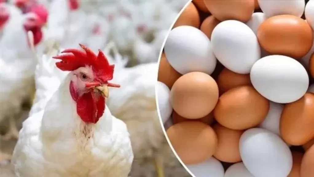 أسعار الدواجن والبيض تشهد هبوطًا كبيرًا اليوم الإثنين