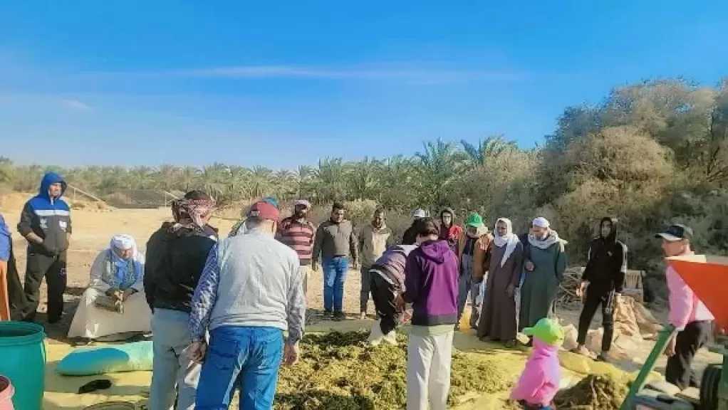بحوث الصحراء: دعم الزراعة المستدامة في توشكي والوادي الجديد