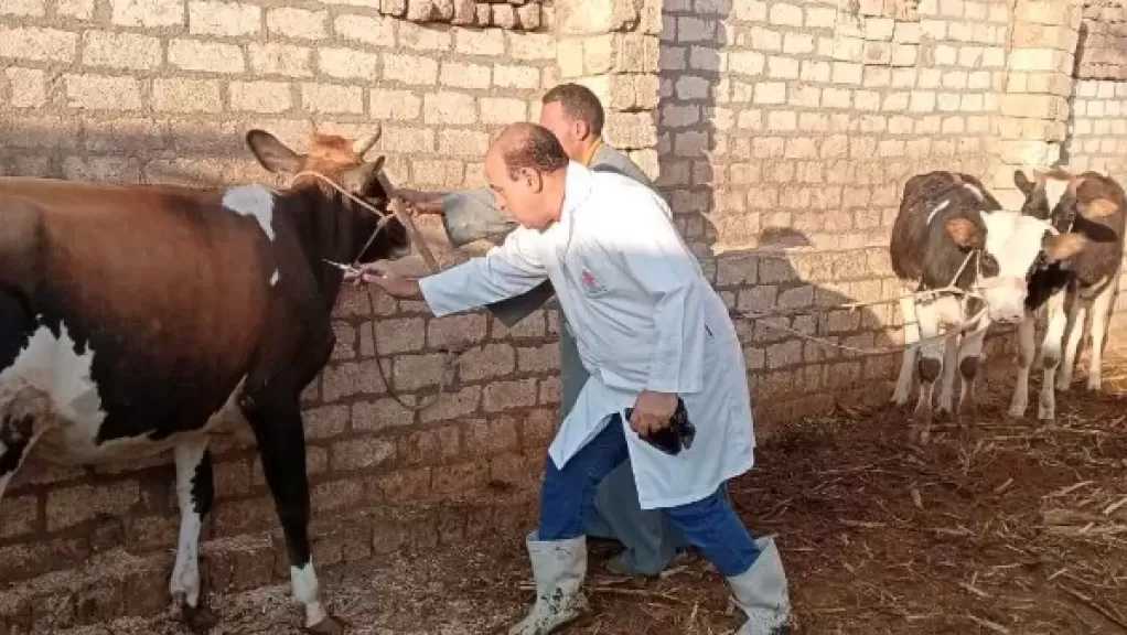 محافظ أسيوط: تحصين أكثر من 135 ألف رأس ماشية