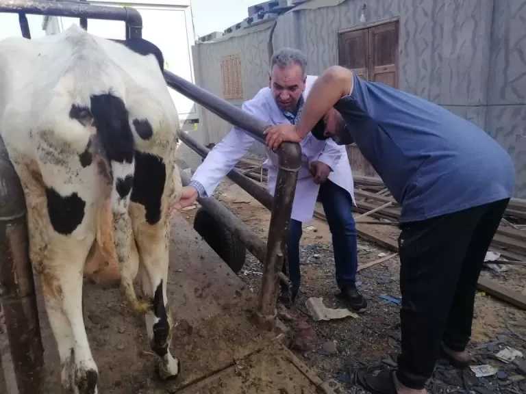 قافلة بيطرية مجانية لعلاج الحيونات والطيور بقرية الحصة بطوخ