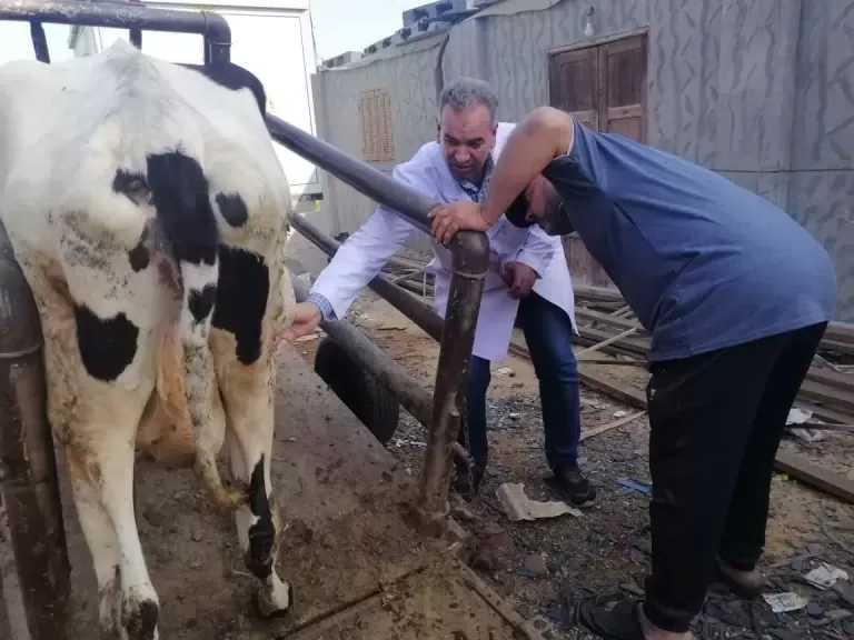 الزراعة: فحص وعلاج أكثر من 1.7 مليون رأس ماشية وطائر ضمن القوافل البيطرية في عام