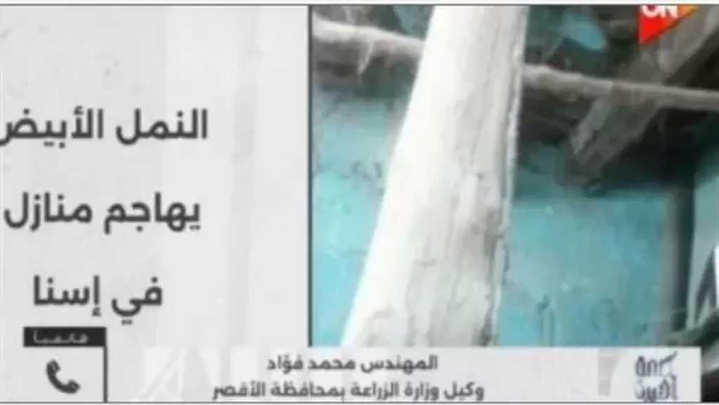 زراعة الأقصر تكشف حقيقة علاقة النمل الأبيض بانهيار بعض المنازل