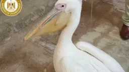 البيئة تصادر طيور البجع من سوق السمك بالإسماعيلية