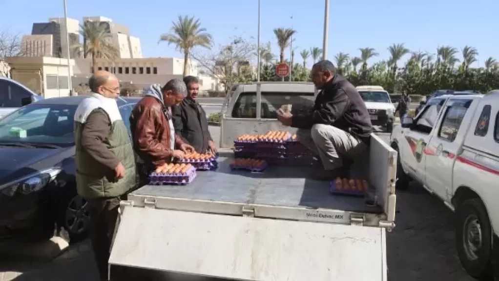 بأسعار مخفضة.. طرح كميات كبيرة من الدواجن المجمدة والبيض بمنافذ وزارة الزراعة