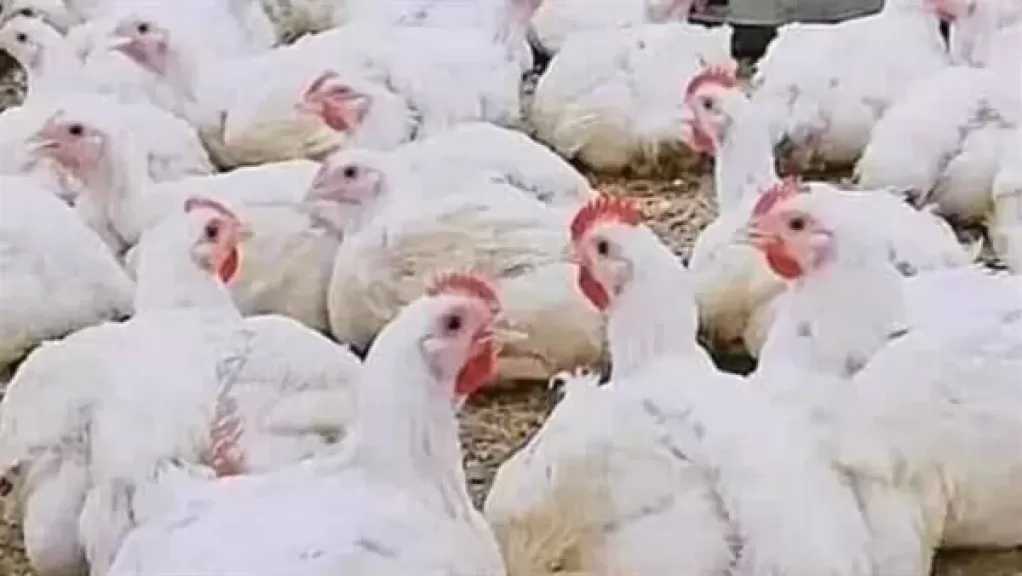 الزراعة: مصر اقتربت من تحقيق الاكتفاء الذاتي الكامل للحوم البيضاء