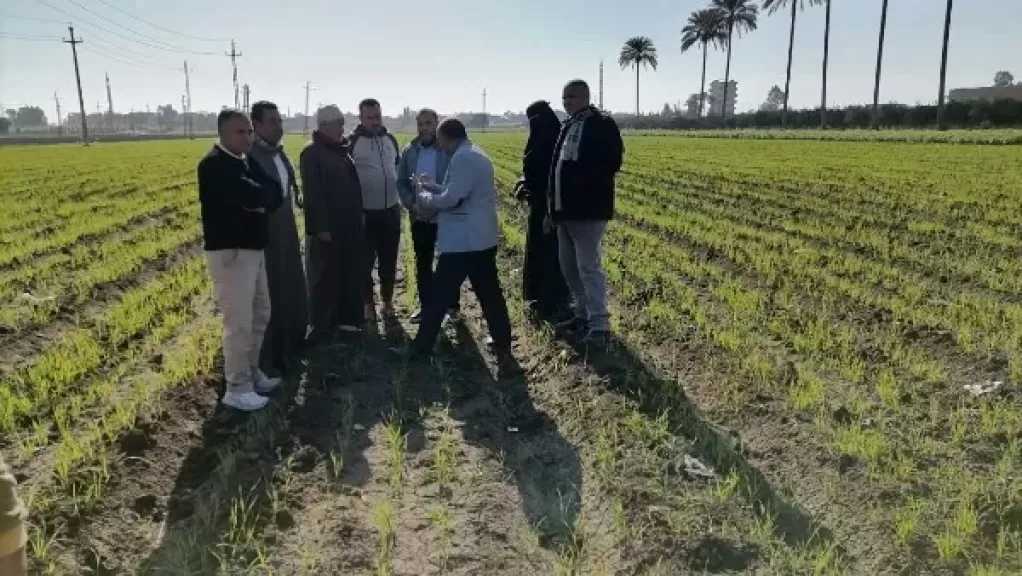 الزراعة تنفذ 15 دورة تدريبية حول مكافحة حشيشة الزمير في محصول القمح