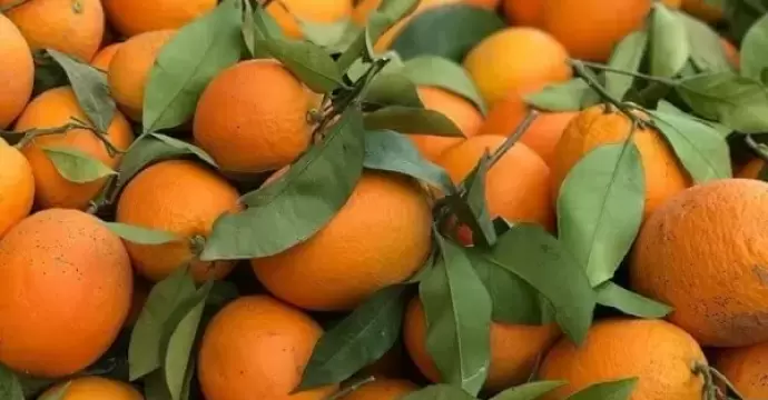 الزراعة تنجح في فتح سوق جمهورية الدومينكان أمام الموالح المصرية والرمان