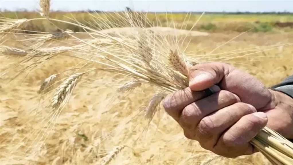 وزير الزراعة: نستهدف رفع إنتاج القمح المحلي إلى 11 مليون طن