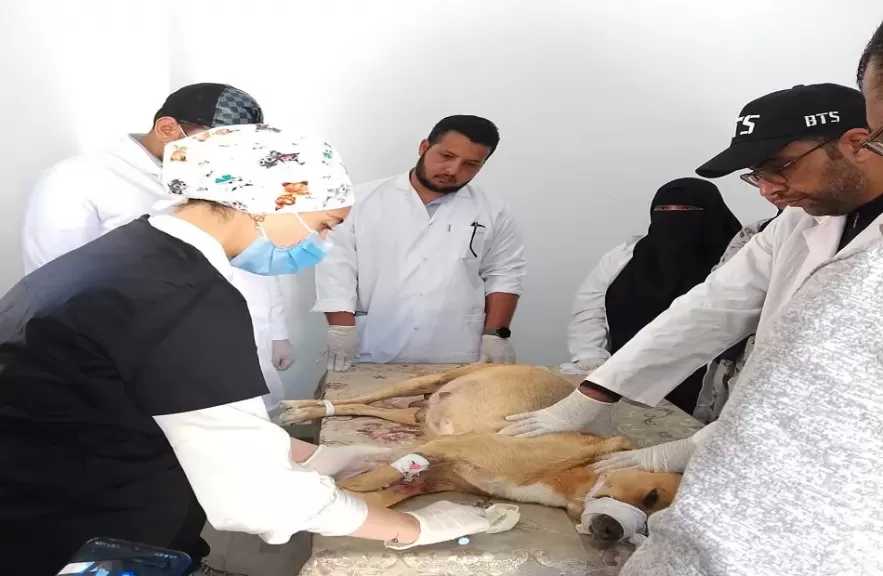 تحصين 320 كلبا ضد السعار بمطروح وحملة لتحصين الكلاب الحرة