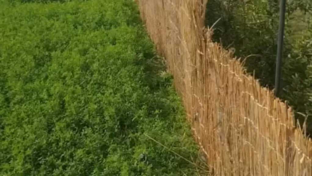 الزراعة: حملة مكبرة لحماية الرقعة الخضراء في كرداسة