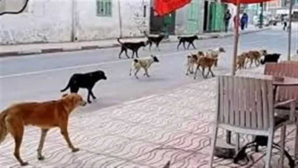 رئيس الخدمات البيطرية: نعتمد على التطعيم في مواجهة كلاب الشوارع.. الأعداد تزيد خلال موسم التزاوج