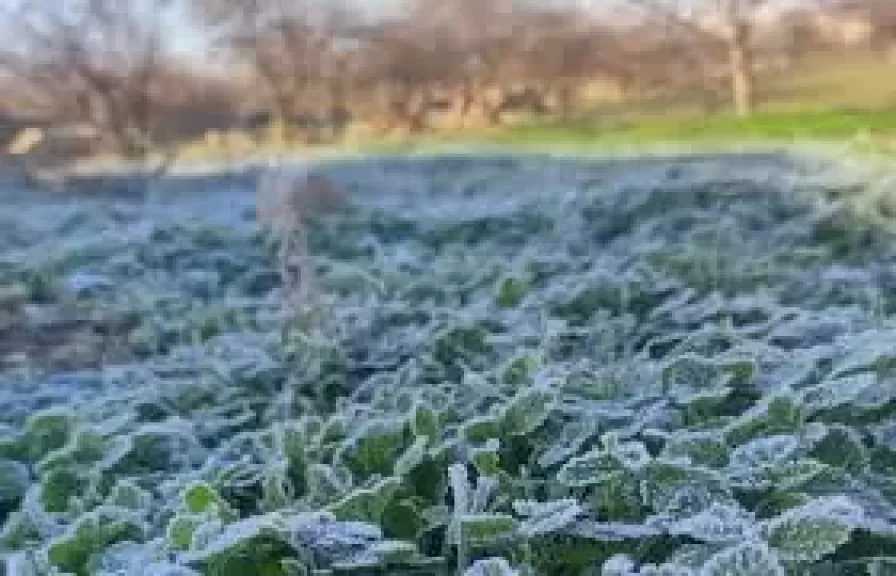 الأرصاد تحذر المزارعين من صقيع محتمل على المحاصيل وأمطار خفيفة على هذه المناطق