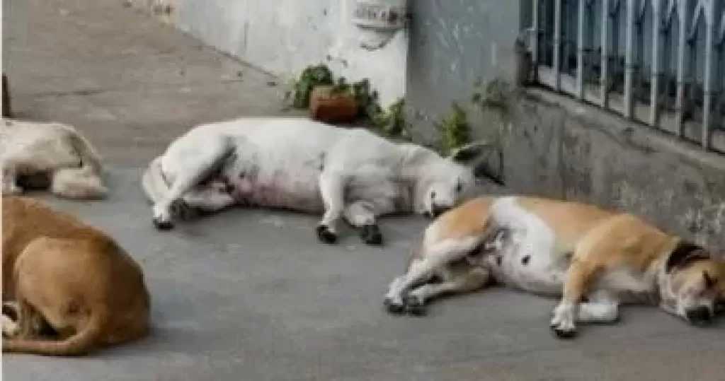 الطب البيطرى: التخلص الرحيم من الكلاب يطبق فى أضيق الحدود وفق معايير دولية