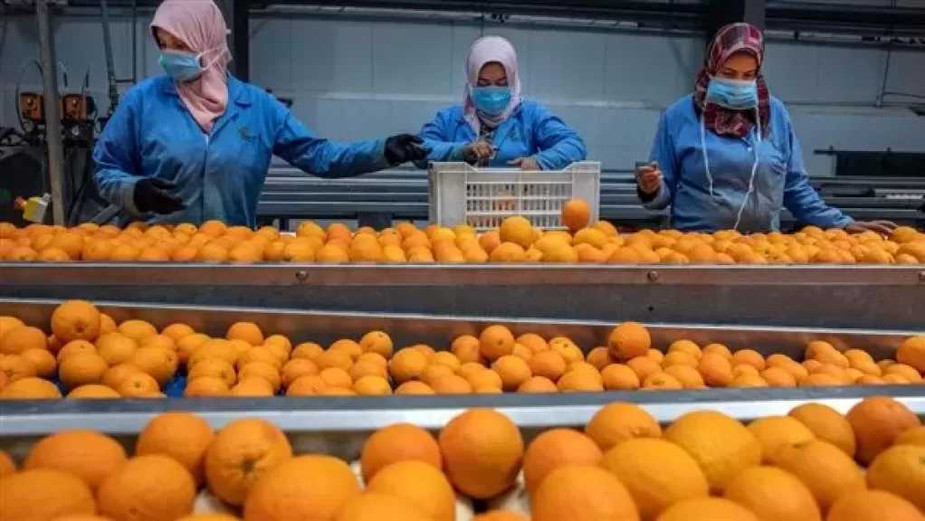 متحدث الزراعة: صادراتنا الزراعية تصل لـ170 دولة.. وكسرنا الـ 9 ملايين طن العام الماضي