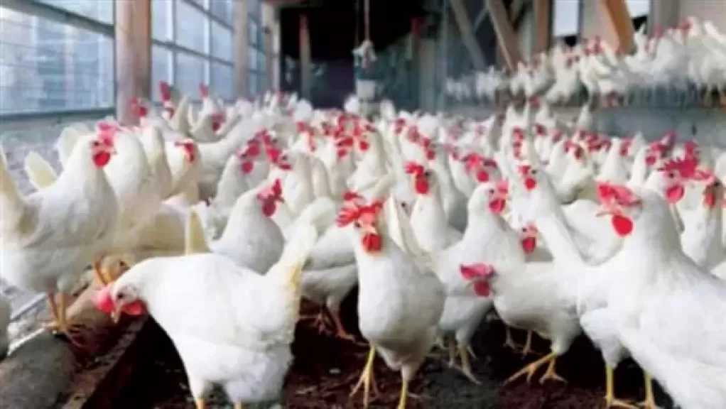 تراجع جديد في أسعار الدواجن والبيض اليوم السبت