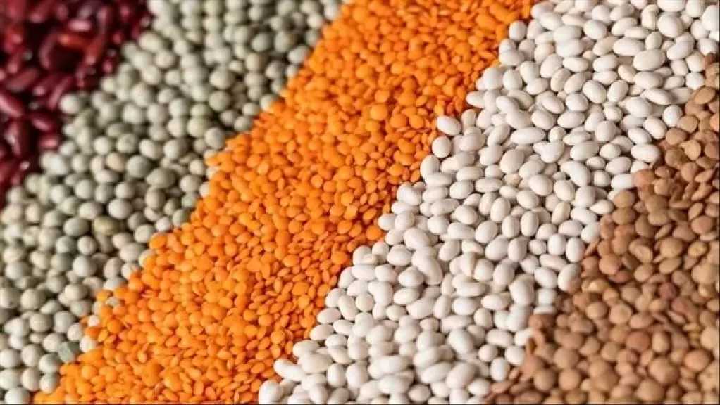 صناعة الحبوب: 40% انخفاضًا بأسعار البقوليات