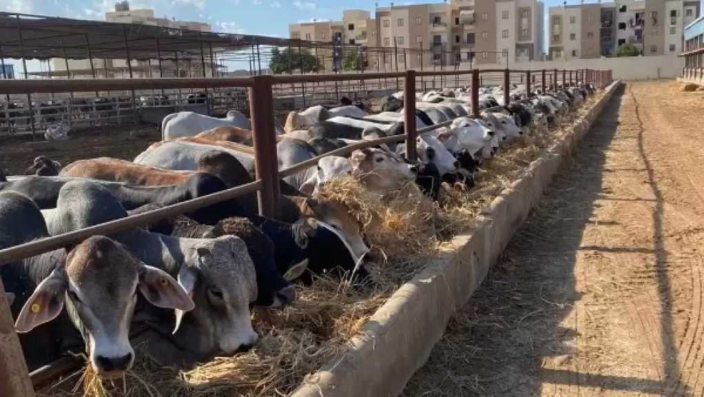 محطة التسمين بجنوب بورسعيد تستقبل 300 رأس ماشية استعدادًا لشهر رمضان