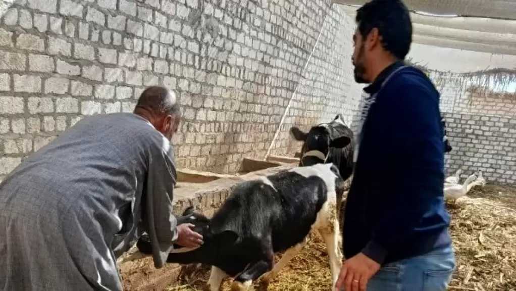 محافظ أسيوط: تحصين 8687 رأس ماشية ضد الحمى لحماية الثروة الحيوانية