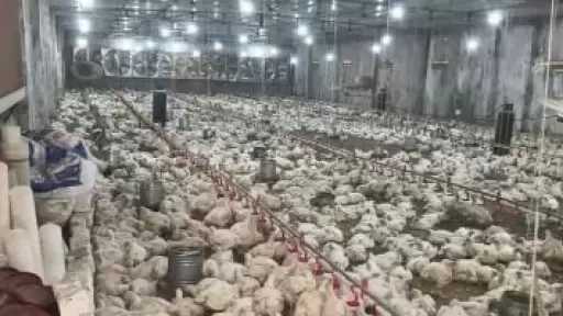 الاتحاد العام لمنتجي الدواجن: فائض إنتاجي يتجاوز 20% جاهز للتصدير