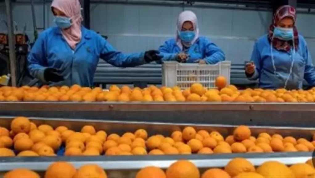 متحدث الزراعة: 2026 عام التحول للصادرات المصنعة وتعظيم القيمة المضافة