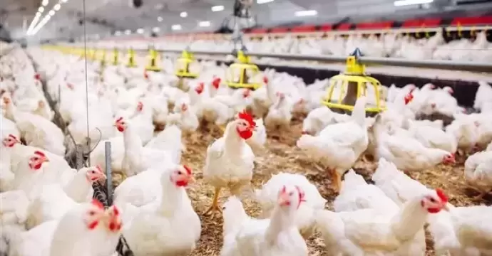 ”الزراعة” تكشف حقيقة ارتفاع أسعار الدواجن نتيجة نقص المعروض بالمحلات