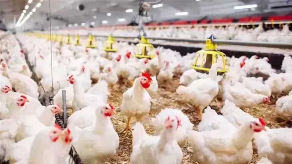 بورصة الدواجن بالإسكندرية.. أسعار الفراخ والبط والرومي في المحلات