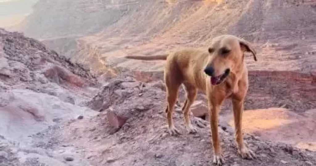 إصابة طفل بإصابات خطيرة إثر هجوم كلاب ضالة جنوب الشيخ زويد