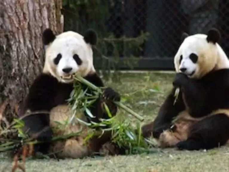 اليابان: اليوم حان موعد رحيل آخر زوجين من الباندا إلى الصين