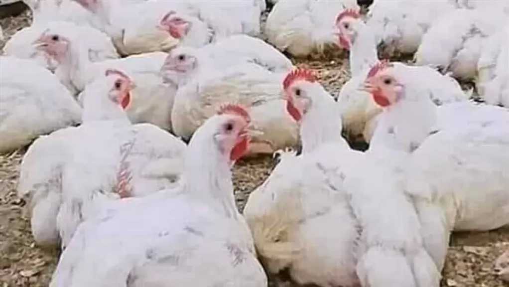 ”اتحاد منتجي الدواجن” يستغيث: صناعتنا في خطر