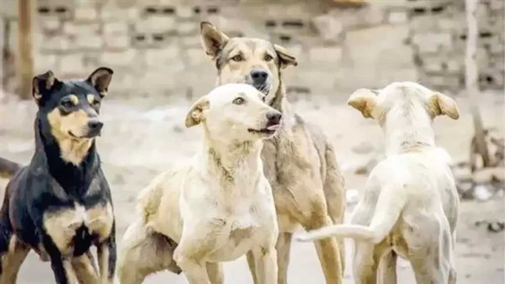 ”الرفق بالحيوان”: إنشاء مراكز إيواء في كل محافظة الحل لأزمة الكلاب الضالة