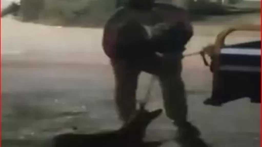 الداخلية تضبط شخص قتل كلبًا بعصا خشبية في الفيوم