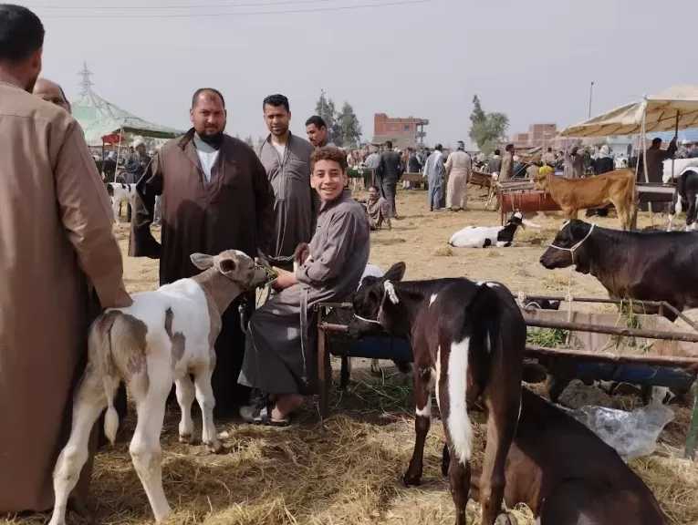 تحصين 190 ألف رأس ماشية بالغربية ضد الحمى القلاعية والوادي المتصدع