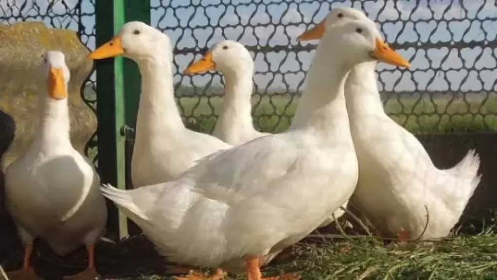 «منتجي الدواجن» يحذر: ارتفاع أسعار البط 100% قبل رمضان بأسبوع