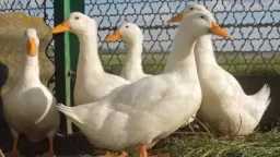 «منتجي الدواجن» يحذر: ارتفاع أسعار البط 100% قبل رمضان بأسبوع