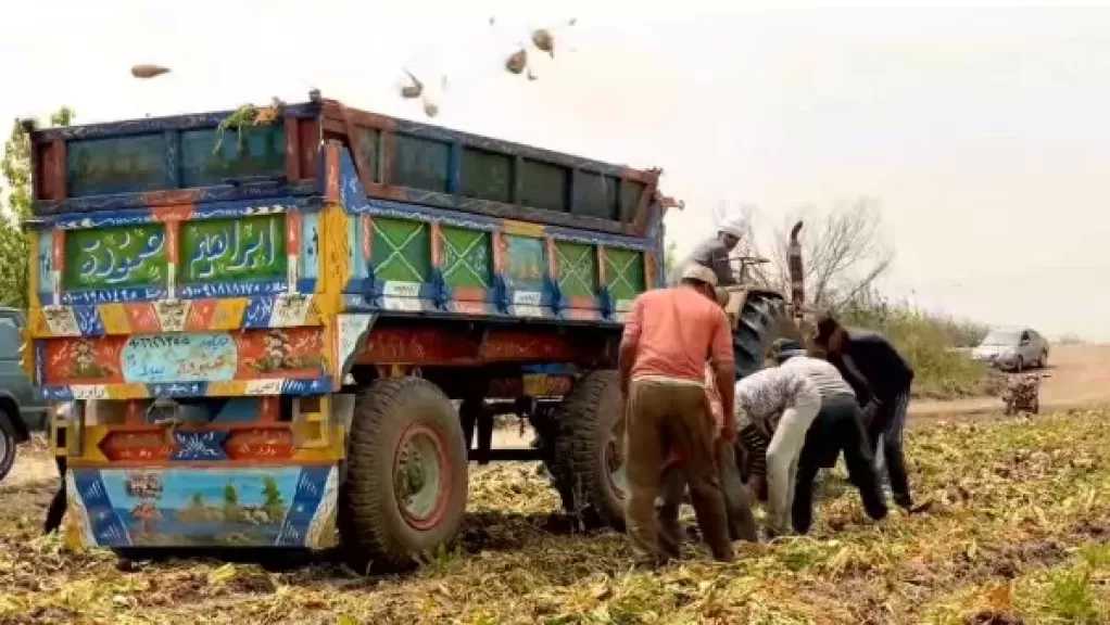 «الدلتا للسكر» تعلن موعد استلام محصول البنجر لموسم 2026