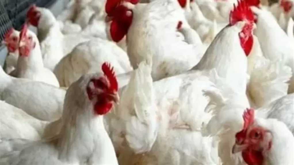 شعبة الدواجن تكشف عن السعر المنطقي للفراخ في السوق المصرية