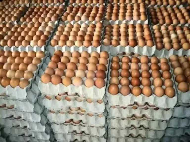 تخفيض سعر البيض بالمنافذ التموينية لـ85 جنيها للطبق