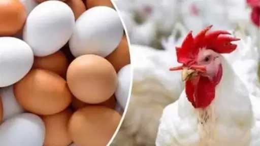 شعبة المواد الغذائية: تراجع مرتقب لأسعار البيض والدواجن