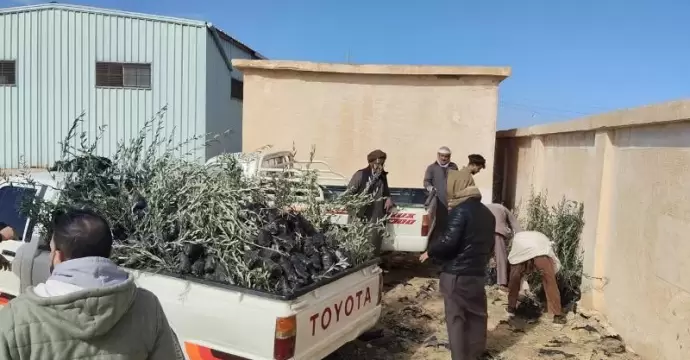 ”الزراعة” توزع 33 ألف شتلة زيتون بالمجان لدعم التجمعات البدوية بمطروح